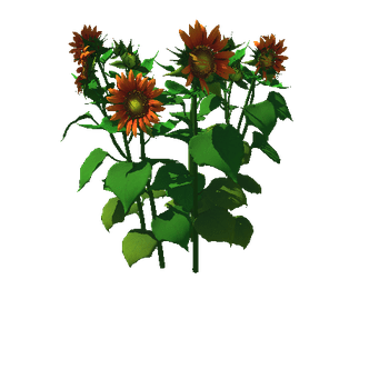 Flower_helianthus annuus02